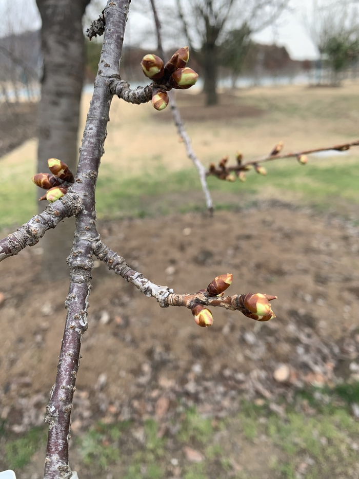 2月8日，辰山植物园内大部分河津樱的状态