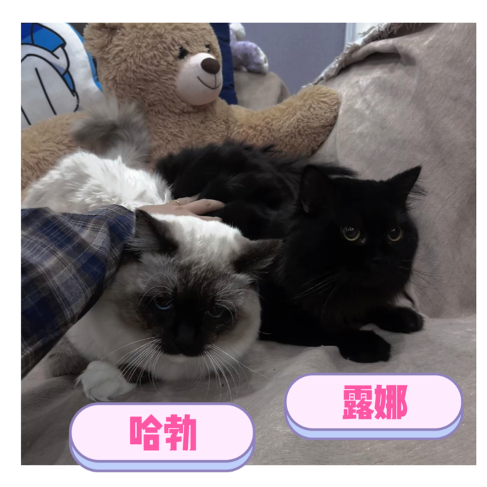 本次参加（非自愿）家庭实验的两位志愿者｜作者供图