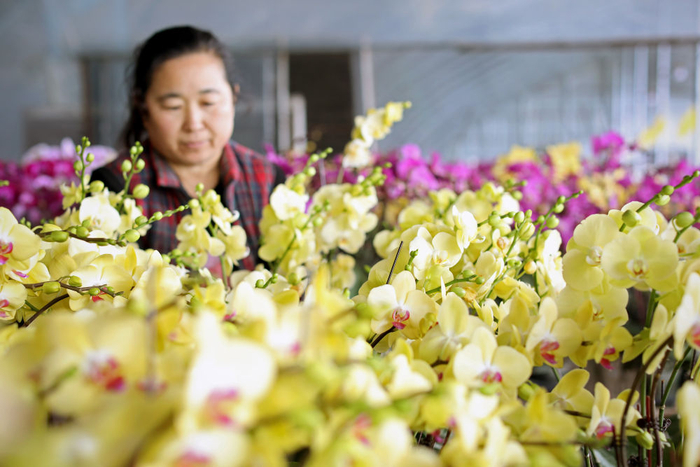 2月1日，辽宁省沈阳市十里河街道花卉基地一位花农在大棚内对蝴蝶兰进行花间管理。新华社记者 姚剑锋 摄