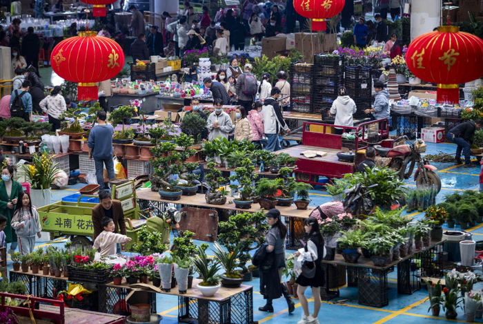 1月31日，游客在昆明斗南花市参观游览、选购植物。新华社记者 陈欣波 摄