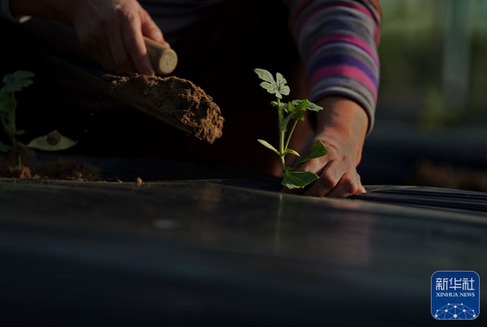 　　2月7日，河北省滦州市滦城街道杨家院村的农民在大棚内栽种西瓜秧苗。新华社记者 杨世尧 摄