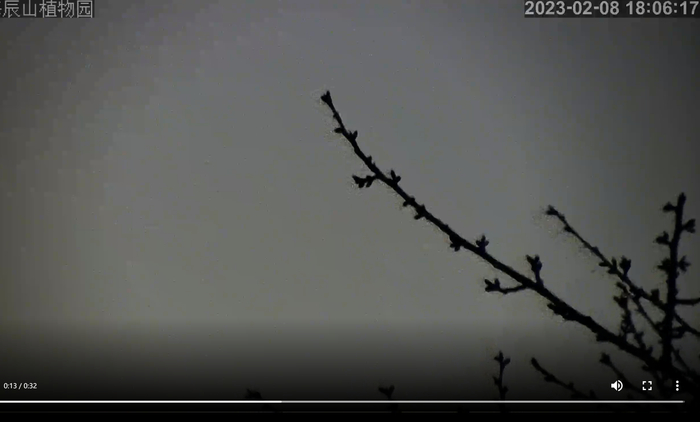 辰山植物园开设了樱花直播，可以随时关注开花进展