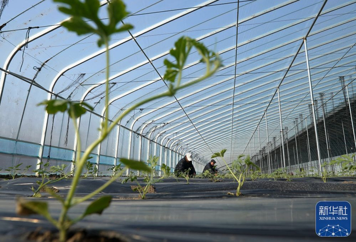 　　2月7日，河北省滦州市滦城街道杨家院村的农民在大棚内管护西瓜秧苗。新华社记者 杨世尧 摄