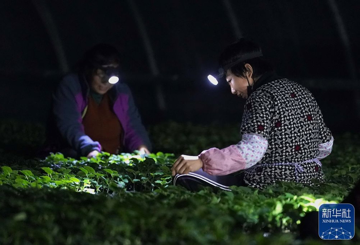 　　2月7日，河北省滦州市小马庄镇一家蔬菜专业合作社的社员在嫁接黄瓜秧苗。新华社记者 杨世尧 摄