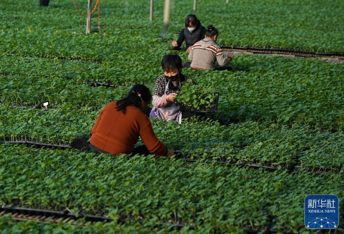 　　2月7日，河北省滦州市小马庄镇一家蔬菜专业合作社的社员在管护黄瓜秧苗。新华社记者 杨世尧 摄