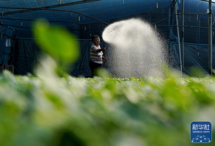 　　2月7日，河北省滦州市小马庄镇一家蔬菜专业合作社的社员在给蔬菜秧苗浇水。新华社记者 杨世尧 摄