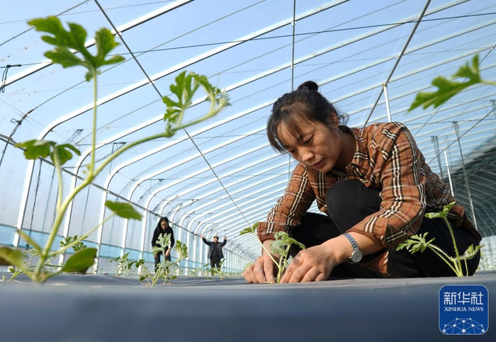 　　2月7日，河北省滦州市滦城街道杨家院村的农民在大棚内管护西瓜秧苗。新华社记者 杨世尧 摄