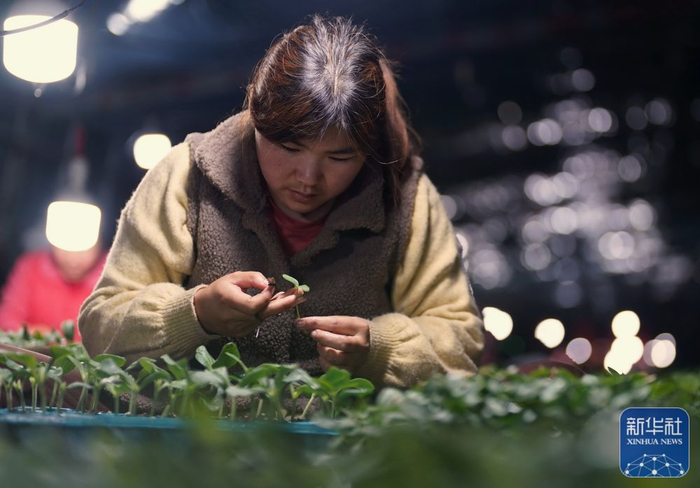 　　2月7日，河北省滦州市小马庄镇一家蔬菜专业合作社的社员在嫁接黄瓜秧苗。新华社记者 杨世尧 摄
