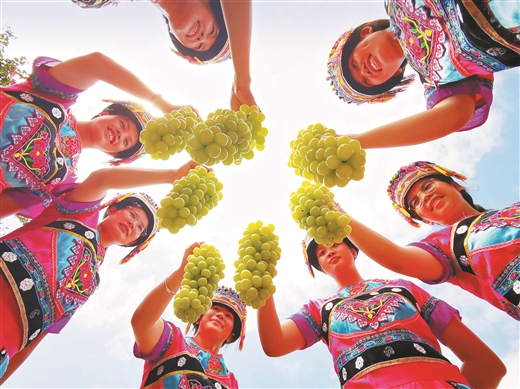 河池市都安瑶族自治县高岭镇“阳光玫瑰”葡萄示范基地，村民正在展示刚采收的葡萄。高东风 摄