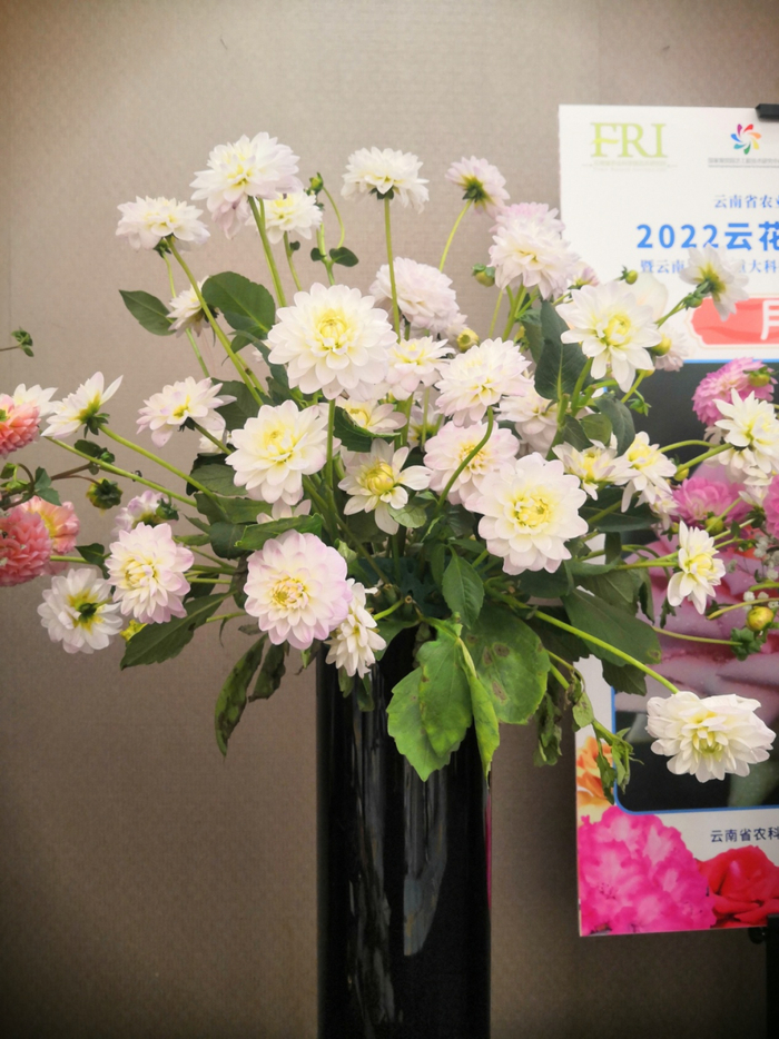 大丽花‘团聚’，来自云南省农科院花卉研究所，适宜用作切花或庭院种植