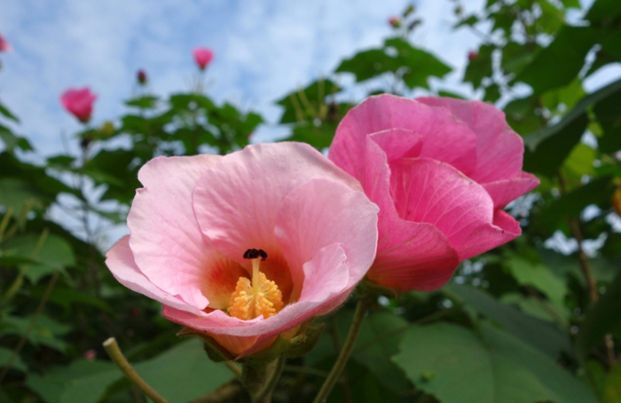木芙蓉‘锦蕊’，来自成都市植物园