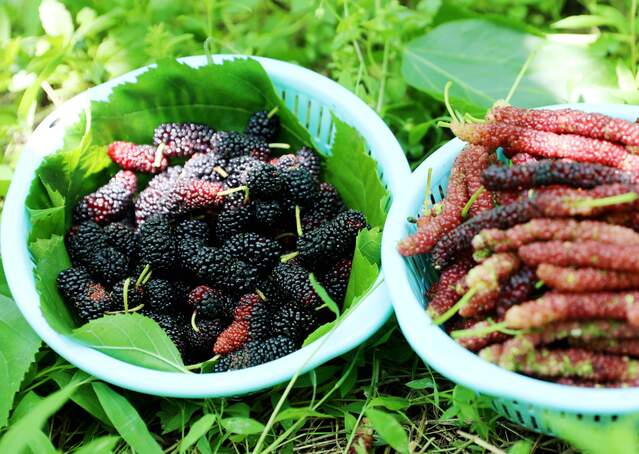 柳州市三江侗族自治县斗江镇斗江村桑葚园里采摘的桑葚。通讯员 龙佳倩 覃媛 莫良丽 摄