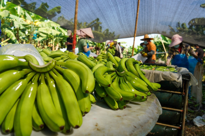南宁市武鸣区华山村的文兆能香蕉基地喜迎丰收。记者 巫美桥红 通讯员 廖艺乔 磨佳慧 摄