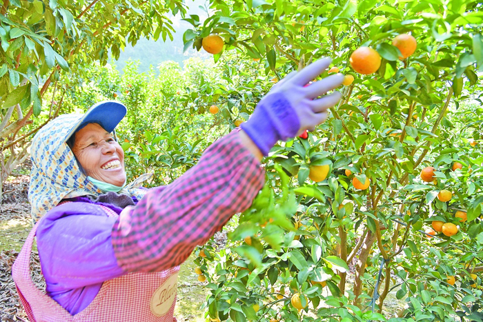 崇左市大新县桃城镇宝贤村村民满心欢喜采摘蜜橘。记者 莫迪 通讯员 黄德民 摄