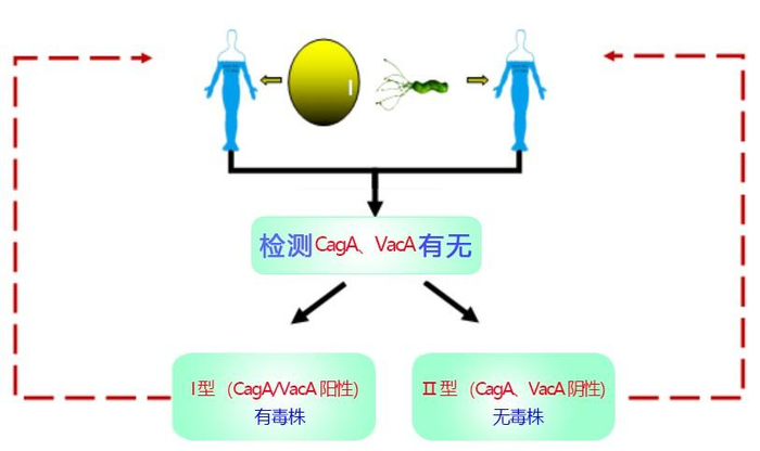 　　HP感染Ⅰ型和Ⅱ型的分类