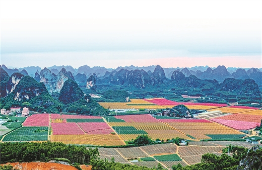 南宁市武鸣区作为强首府农业主阵地，现代特色农业产业体系逐步形成。图为佳年火龙果基地。苏如贤 摄