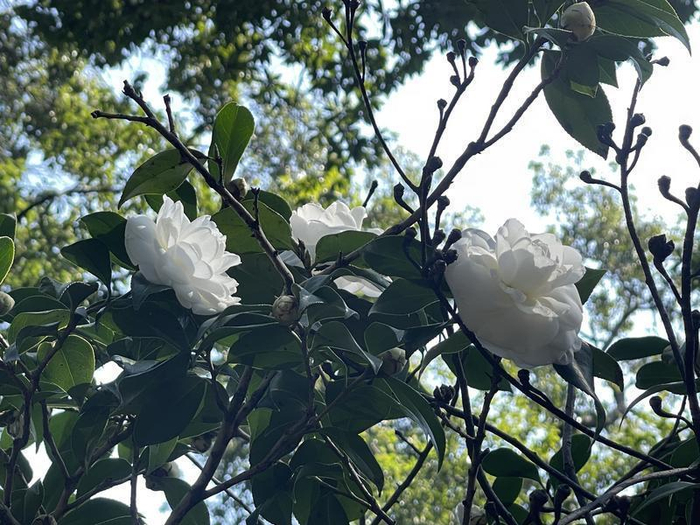 白色系列的茶花最受游客欢迎。