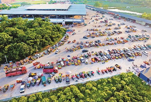 随着市场人气品牌“桂七”的大量采摘上市，百色市田东芒果交易市场迎来购销两旺的景象。 记者 周军 摄