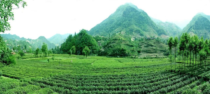 甘肃省陇南市退耕还林工程——康县茶叶产业基地。（来源：中国绿色时报）