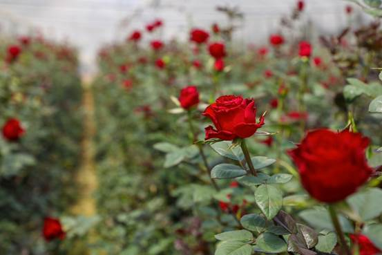 （玫瑰始终是情人节传递爱意的首选）