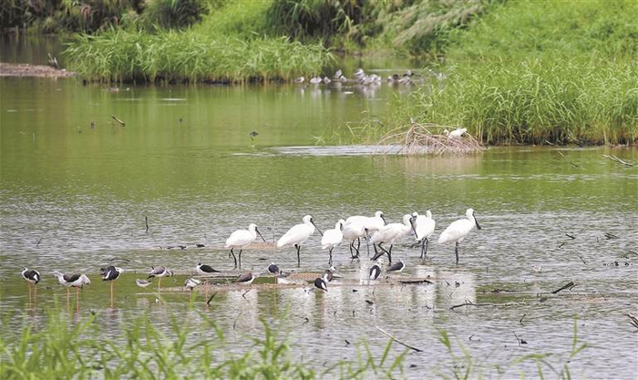 福田红树林湿地为数以万计的候鸟提供越冬地和驿站。 深圳特区报记者 李忠 摄