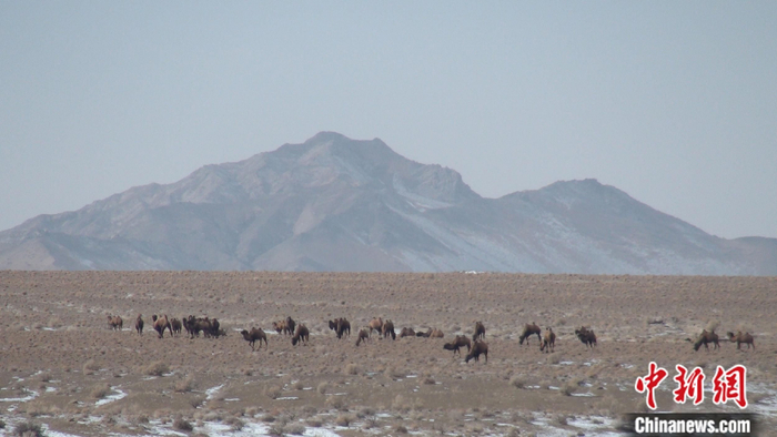 　　野骆驼。供图