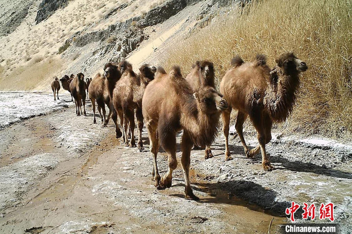 　　野骆驼。供图
