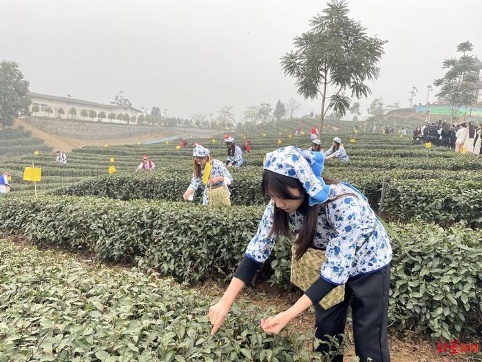 筠连茶园开园现场