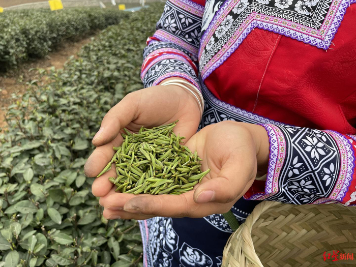 宜宾早茶嫩芽