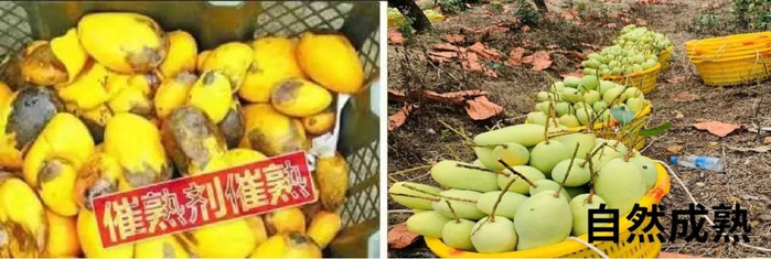 随手切开一个金煌芒，颜色渐渐橙黄十分诱惑。一口下去，太满足了。