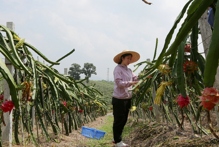 乡村产业发展带动村民致富。图为乳源一六镇火龙果产业基地。张伟 摄