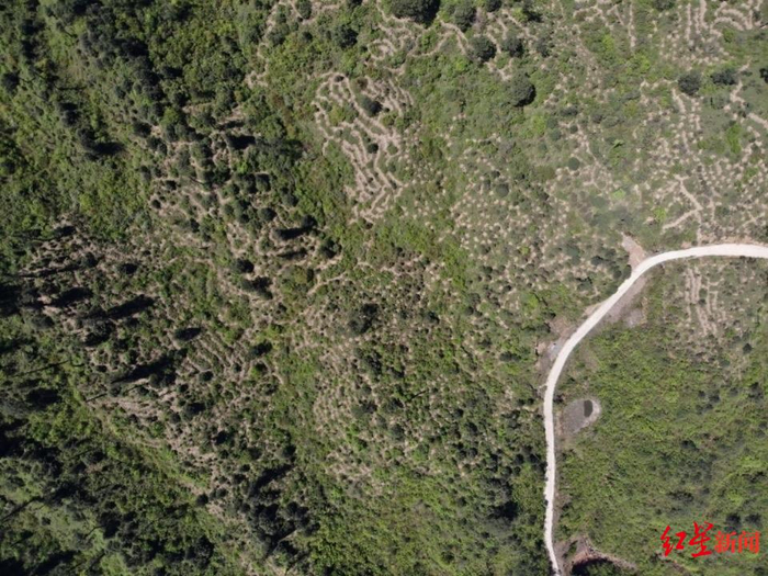 ▲荥经片区恢复效果图