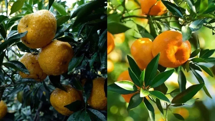 广陈皮的来源包括广东江门新会所产的茶枝柑（左）和广东肇庆四会所产的行柑（右）