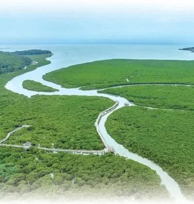 广西山口红树林生态国家级自然保护区英罗港的红树林。（图片由广西山口红树林生态国家级自然保护区管理中心提供）