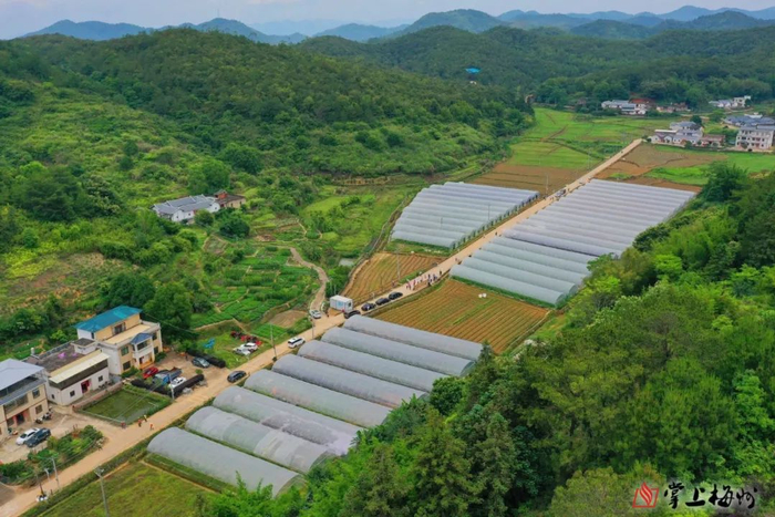 热柘镇南药广藿香种植示范基地。