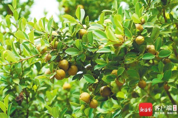 油茶果。海南日报记者 袁琛 摄