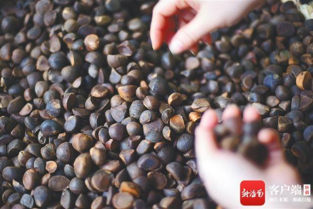 挑拣山柚果。蒙钟德 摄