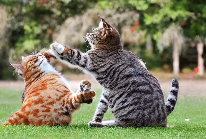 图片来源：由工具生成