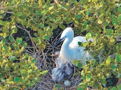 鸟儿在红树林中繁衍生息。（图片由广西山口红树林生态国家级自然保护区管理中心提供）