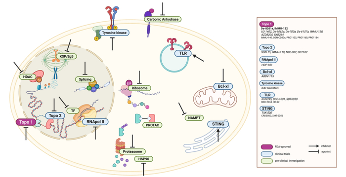 图1. 微管和DNA烷化剂以外的ADC有效载荷示意图