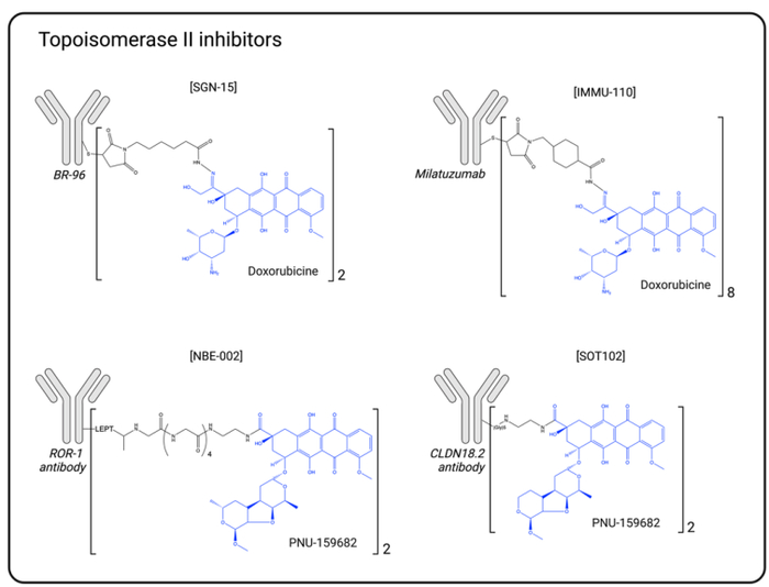 图7. 拓扑异构酶2抑制剂示意图