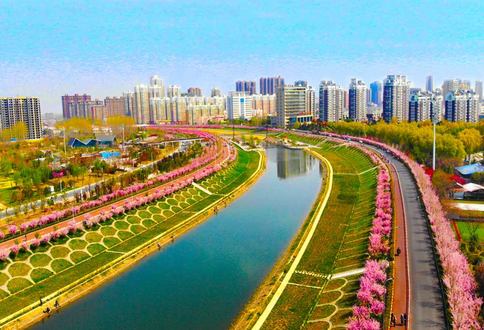 小洪河两岸海棠花开。  崔宝轩 摄