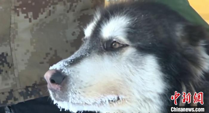 图为柴瑞峰的伙伴虎妞儿。李辉 摄