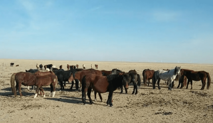 　　内蒙古察右中旗马血清产业园饲养的群马匹