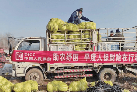 　　疫情期间，为帮助菜农解决蔬菜滞销问题，人保财险青岛平度支公司购买2.6万斤白菜赠送给贫困家庭
