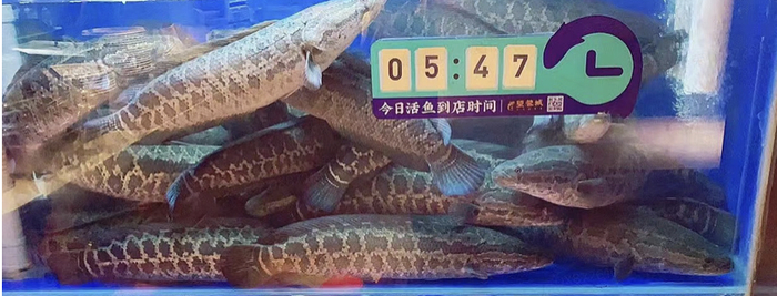 ▲通过餐饮供应链平台，活鱼一早新鲜配送到店 摄影/王军