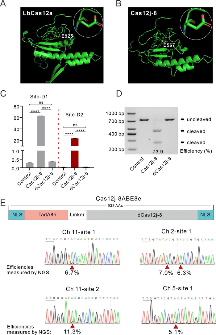 图4. Cas12j-8ABE8e的开发