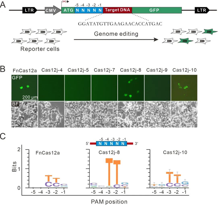 图1. Cas12j-8识别TTN PAM，编辑范围大