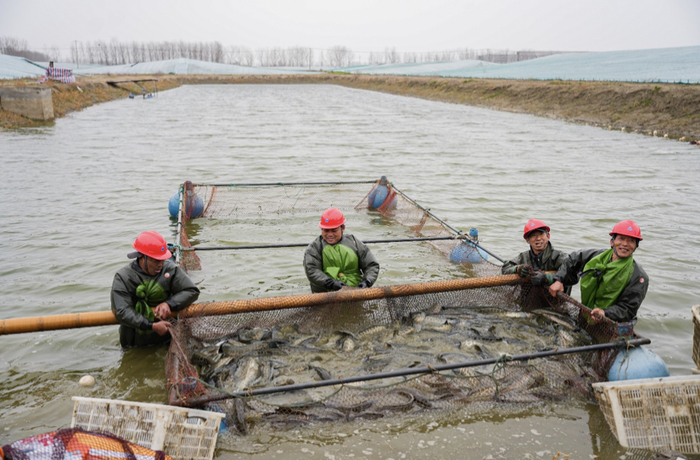 ▲ 95后刘顺伟返乡就业，目前在村里承包鱼塘 摄影/王军