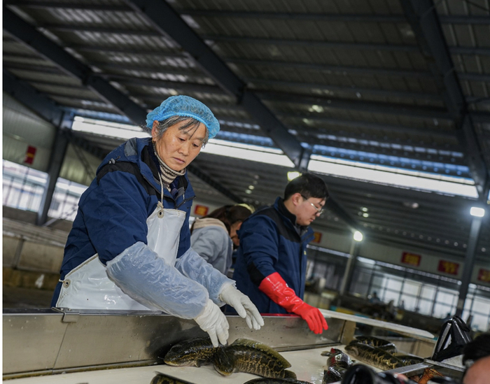 ▲活鱼即将发往长三角 摄影/王军